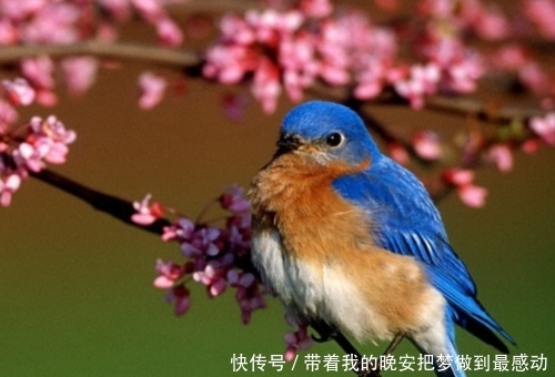清新简单小鸟壁纸 快资讯 清新简单小鸟壁纸 快资讯