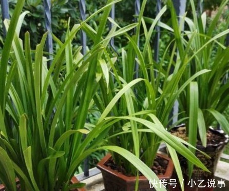 10种花,别着急往屋里搬,放外面冻20天,明年开花才旺