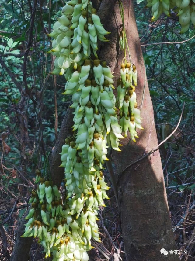 禾雀花开了吗？禾雀花已盛开