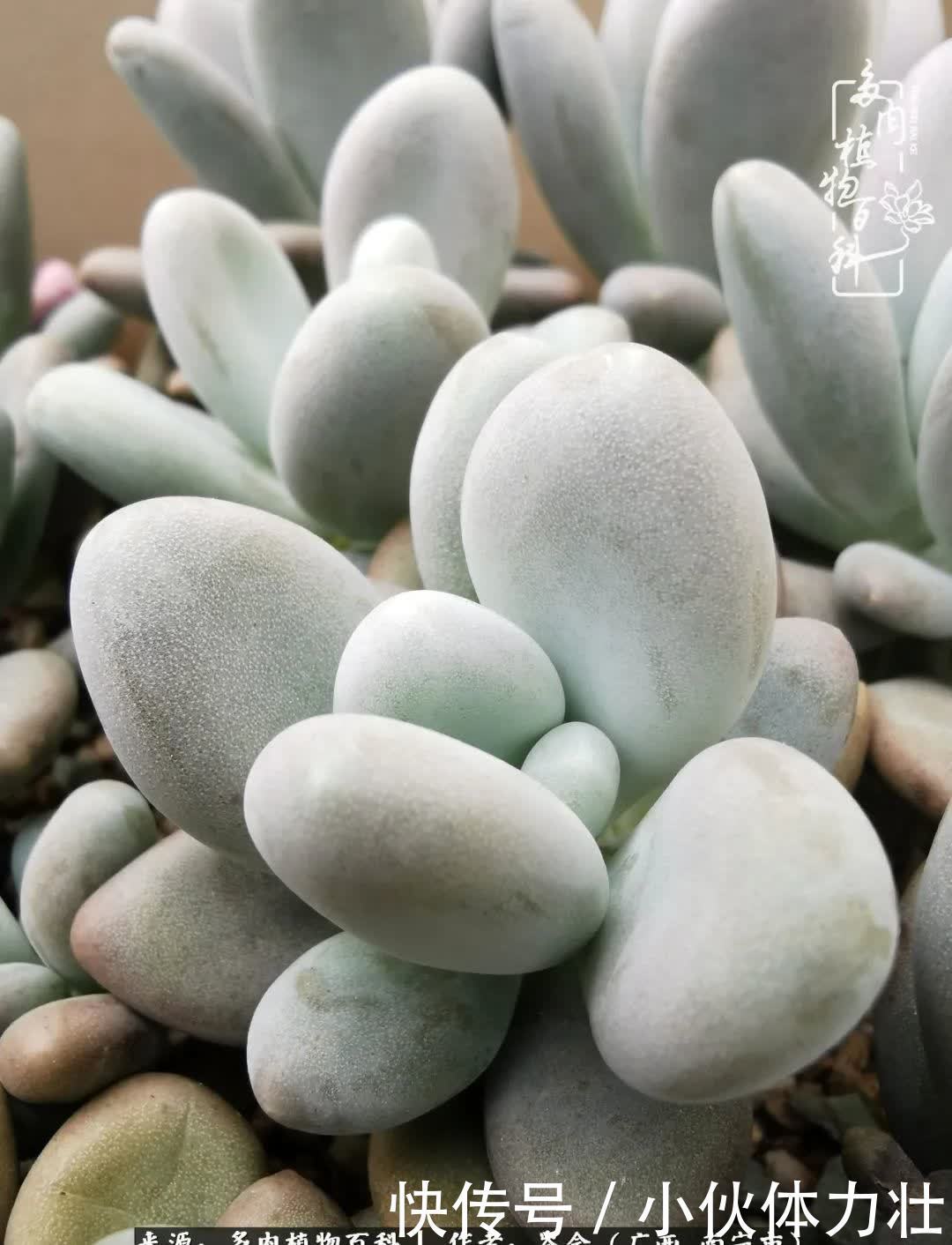 锦晃星|时光不再，人心在，多肉在！