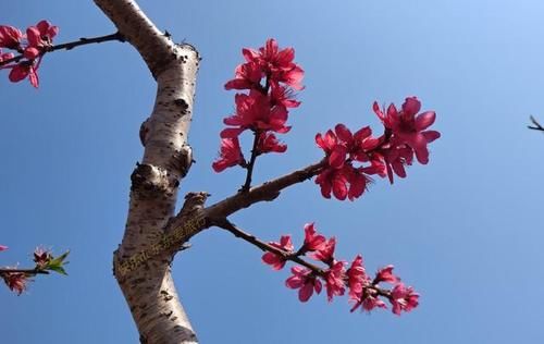 中年|春暖百花开，赏花正当时，蕉岭广福鹰嘴桃花吸引众多游客前往观赏