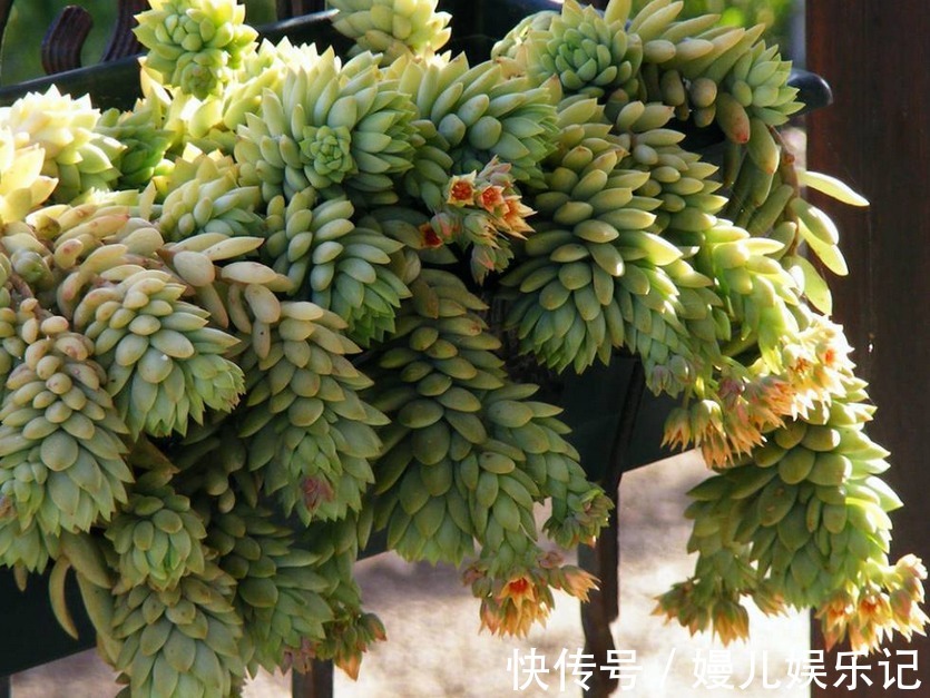 花友们|养多肉千佛手,砍头繁殖简单,叶插成活率高,适合新人练手