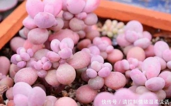 土壤|这4种多肉适合叶插繁殖,插一盆活一盆