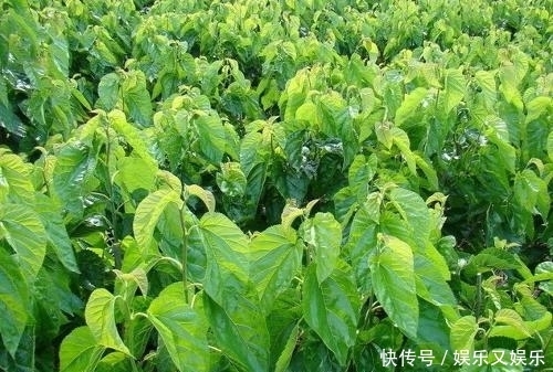 救星|农村这种野草不要扔,它是白发“大救星”坚持15天换你乌黑亮发