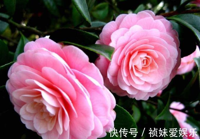 花友|茶花怎样养才能一年比一年开花多正确疏蕾和追肥必不可少