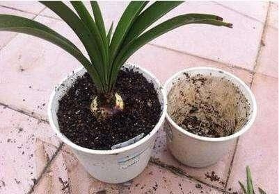 花肥不用多，一种就足够，花不了几块钱，养啥花旺啥花