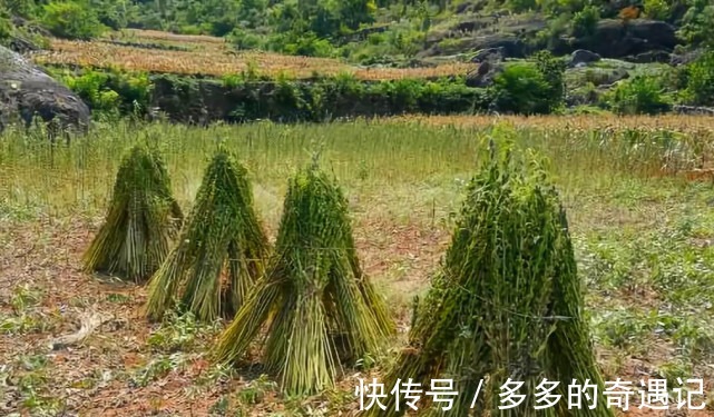 瘦肉汤|南方吃种子,北方却把叶子当成极品野菜!