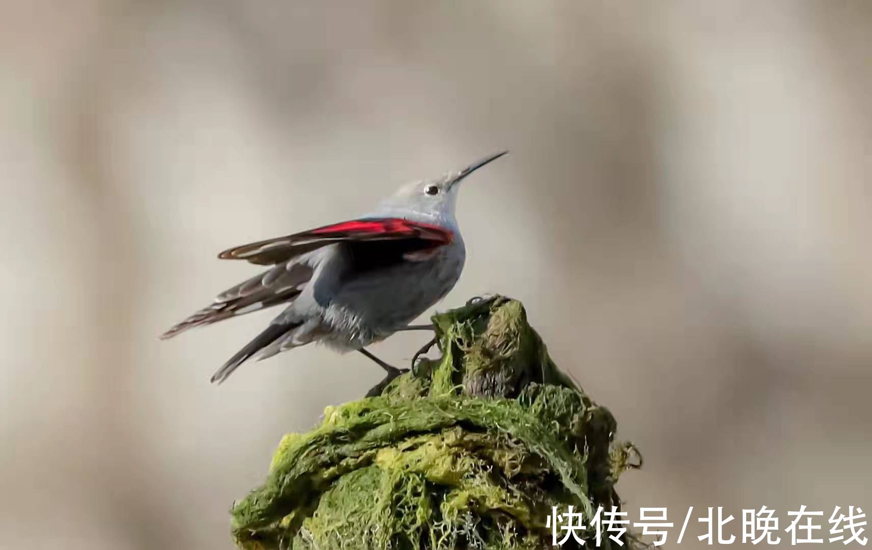 悬崖上的蝴蝶|被称为“悬崖上的蝴蝶”的它落户北京啦！快来看