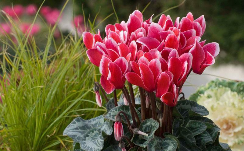 10种“旺运花”开花红艳艳,现在养一盆,春节刚好开,红火显富贵