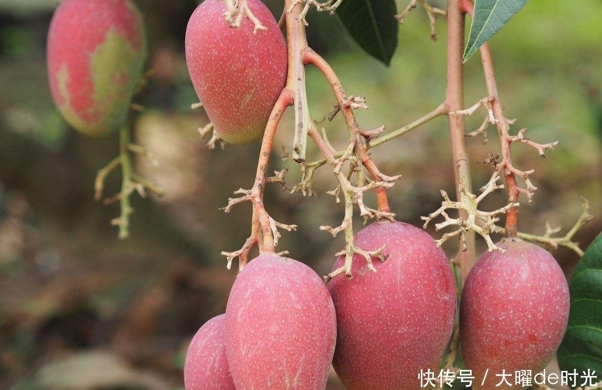 水果|咳嗽痰多别慌每天一个此水果,止咳化痰,还能滋润皮肤