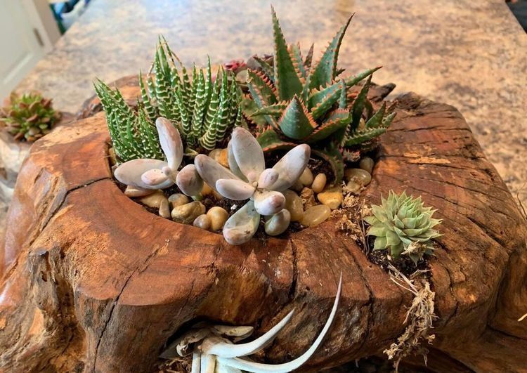 别致的养花容器:枯木、塑料瓶,处理到位颜值堪比艺术品