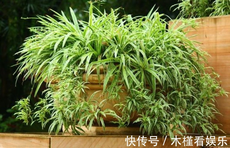 发黄|吊兰发黄、瘐弱“改掉”3个坏习惯,再施1种肥,叶油绿,长得旺