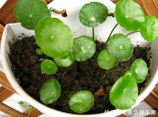 养殖|春天养花添新株，当盆栽4种花卉，寓意好、株型美又好养活