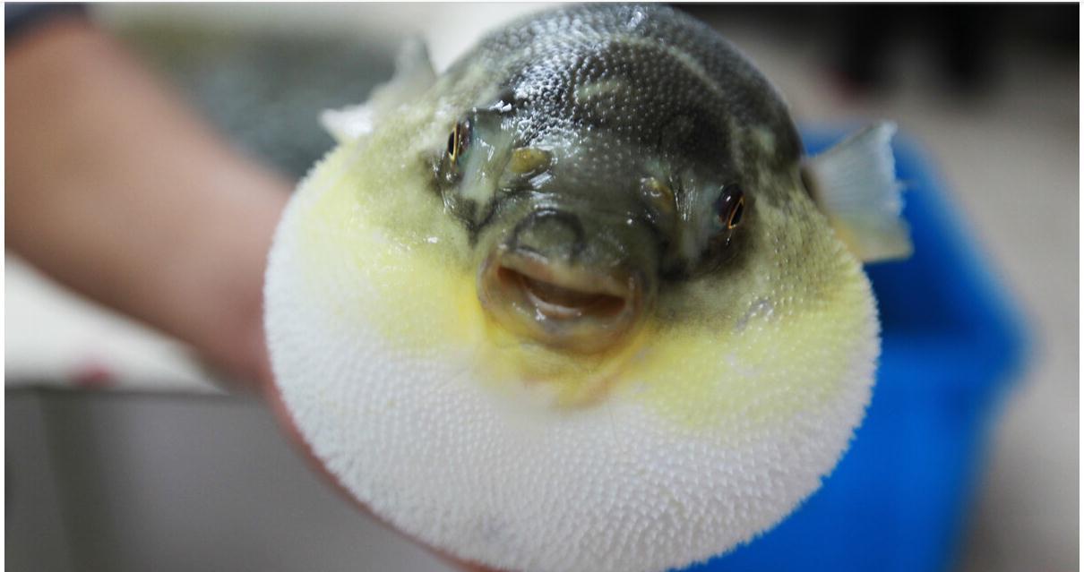 怀孕|入冬后女人怀孕记得吃5种鱼,忌食1种鱼,吃对了身体才会棒棒哒