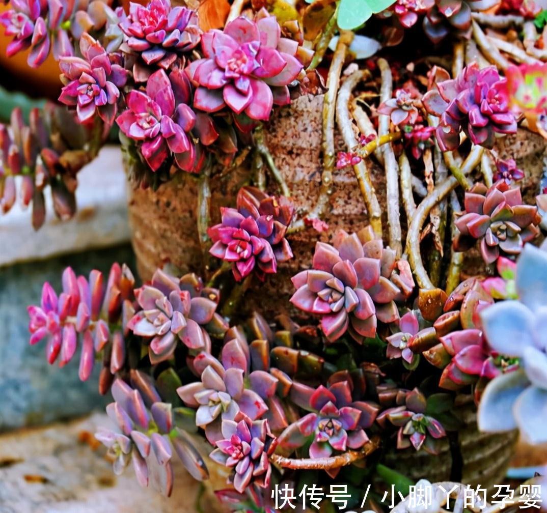 分享容易养成“老桩”的4种普货，初冬的肉肉又美又有韵味，爱了