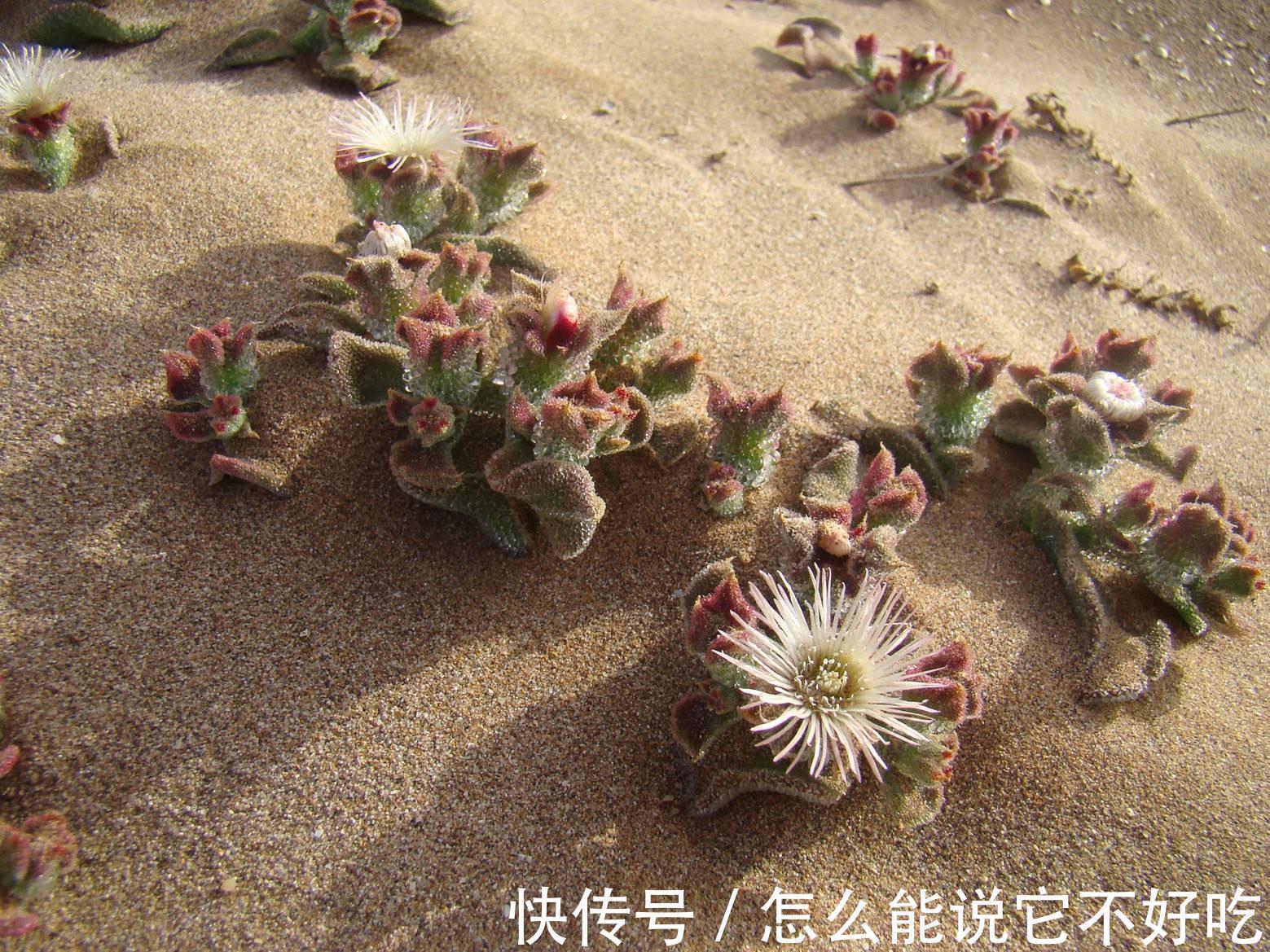 蔬菜|叶子上长满“水晶”，在非洲被当做肥皂，引进我国后20元一斤