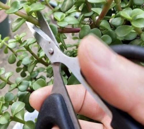 客厅|张大爷不喜欢绿萝,家里就养“它”,摆客厅显得“高档”,值钱