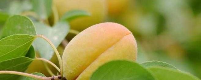 女性不想早衰,4種食物經(jīng)常吃,補(bǔ)水養(yǎng)顏,天然滋補(bǔ),早吃早好