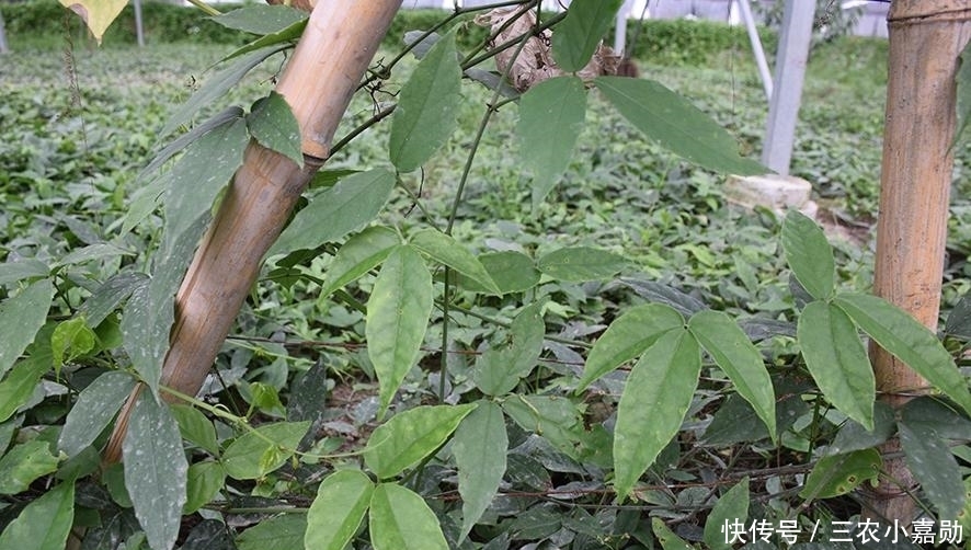 这种抗癌的中草药只有中国特有,你们家乡有吗?