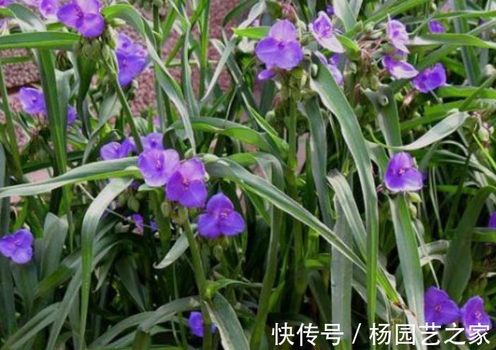 花海|6种优质低价的漂亮花,好养好看开出花海,有效降低养花成本