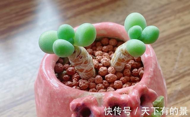 把多肉养绿很容易,但是能绿得这么漂亮的真是太难了,太喜欢了
