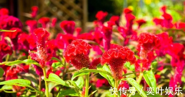 红油鸡|养花就养花朵大的,花开色彩艳丽,花期长,适合养在院子里,美!