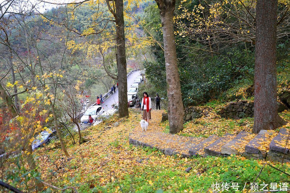 四明山赏秋胜地，茅镬秋色，至今游历25次