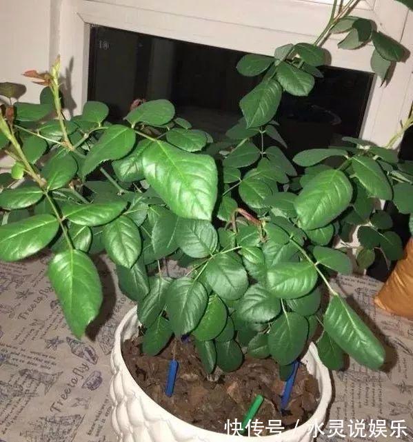 鱼缸|盆土硬成大疙瘩，浇点松土剂，立马软得像发糕！
