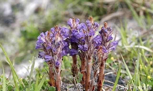 中年|这种独根草,长满“鱼鳞”人称“不老草”治肾虚有奇效