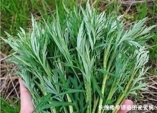 遇见|它是降压“特效药”，农村遍地可见，营养丰富价值高，遇见别错过