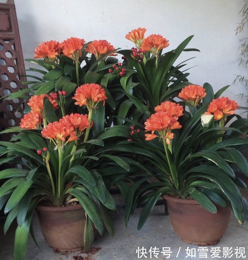 养20年的君子兰,长得就像“大白菜”,一盆就能长8根花箭