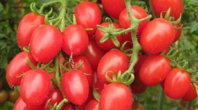 圣女果|聪明人爱吃几种食物,排毒养颜,延缓衰老,抗衰老!