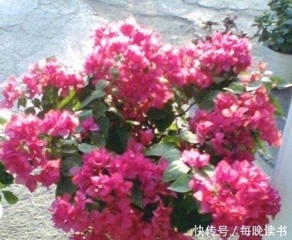 有4种花,最爱抽油烟机的“废油”,挖个洞、倒一点,轻松爆盆!