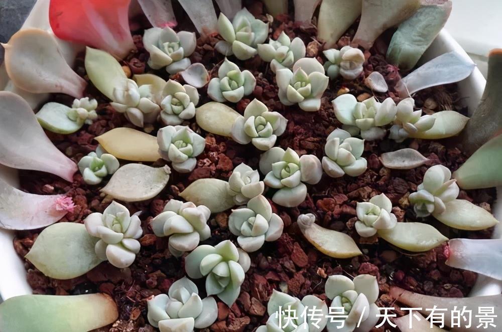 新芽|4种花真强悍,1片叶子就能繁殖出新植株,养两年成大户