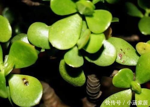 养出|养金枝玉叶必须会修剪,掌握具体修剪方法,养出高价值盆景