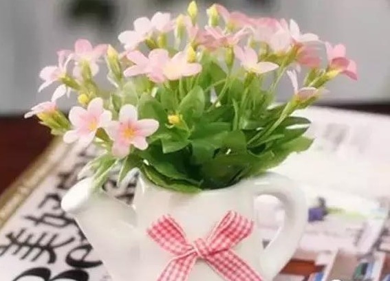 君子兰|家中的花“快死了”怎么办只要一粒“药片”,便可起死回生!