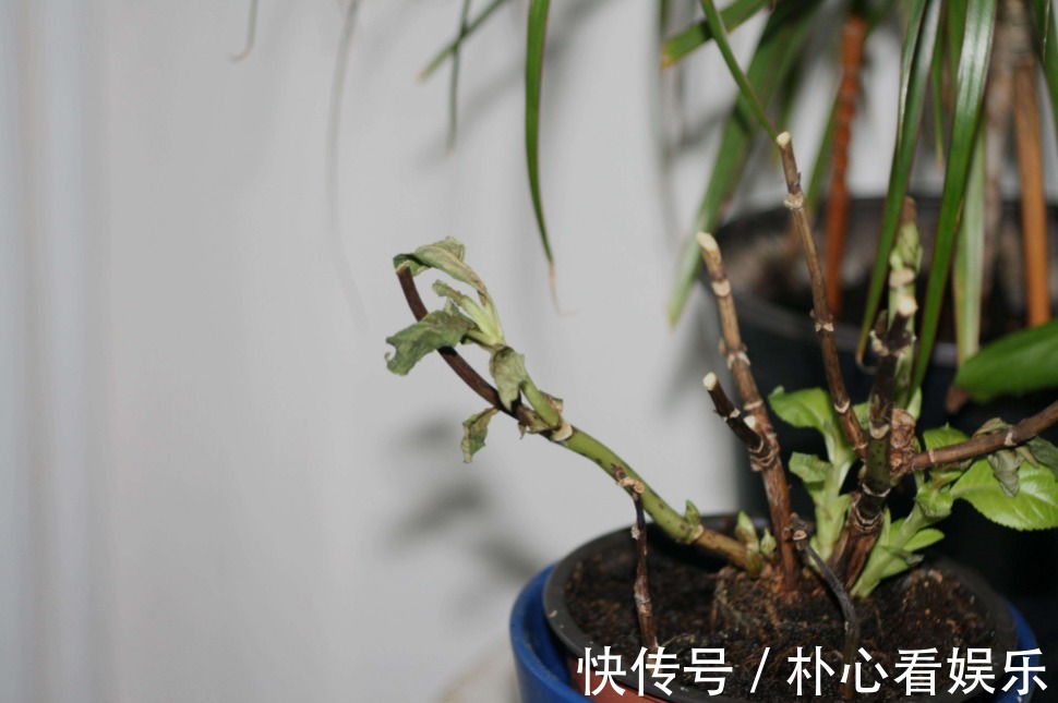 烂根|养花浇水要格外注意，三种水不能用，越浇花卉长得越差，烂根黄叶