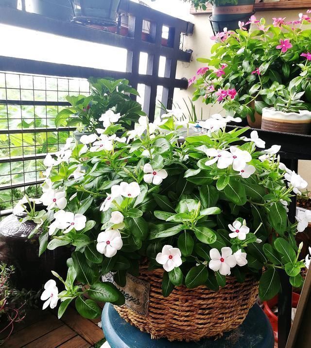 一款开花最勤快的植物，天天开花，养护容易，是盆栽佳品，还可做盆景