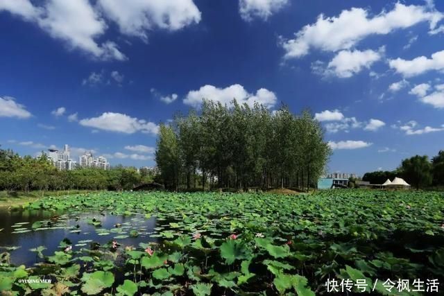 后滩|“荷花仙子”拍了拍你，想和你来场浪漫的夏日约会~