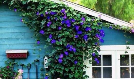 选择|同样是在阳台养花,为什么别人养的那么好,我却养一盆死一盆