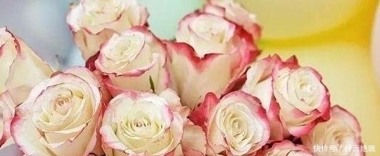 喜欢菊花,不如养盆“精品玫瑰”甜蜜,似阳光少女,纯洁优雅美