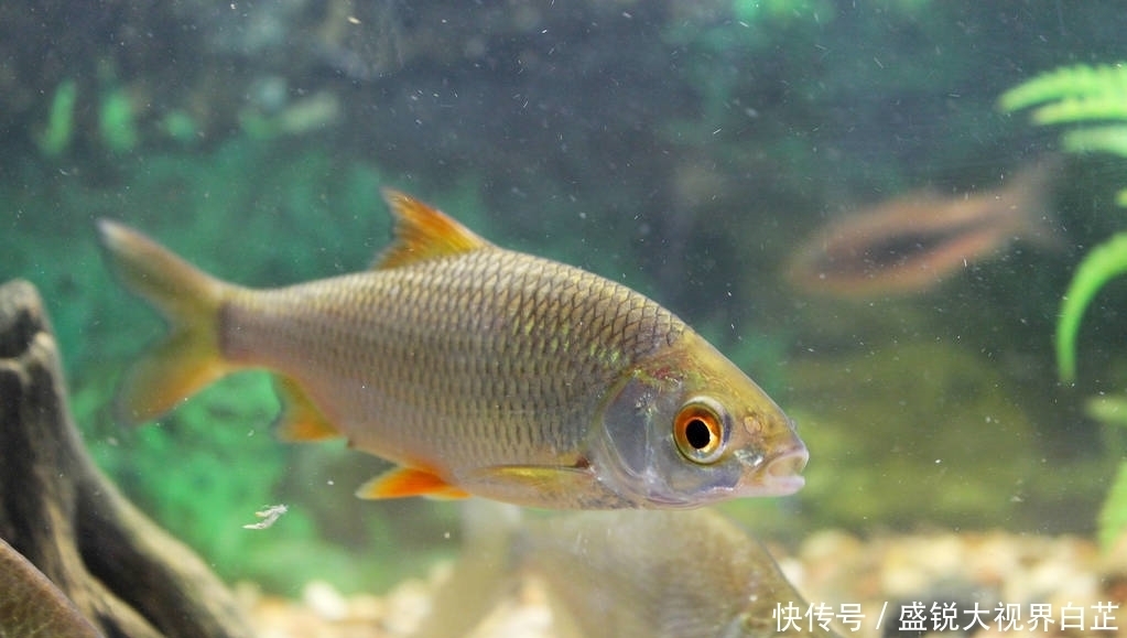 钓鲫鱼时怎么打窝才能事半功倍?