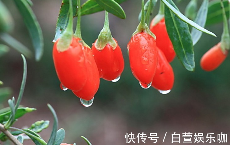 玫花|一杯蒲公英水,六大养生功效,但也有四种人不宜喝,一定要谨记