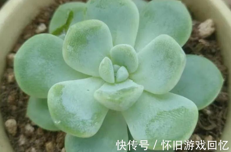 结板|如何判断服盆，什么多肉好养