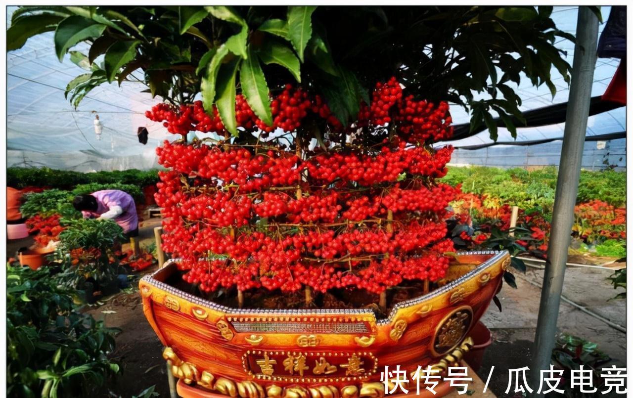 一种红果叫黄金万两,养啥招财树都不如养它,全年不掉果