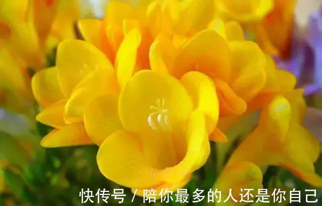 栀子花|适合家里养的十种带有香味的花，你家里有吗？
