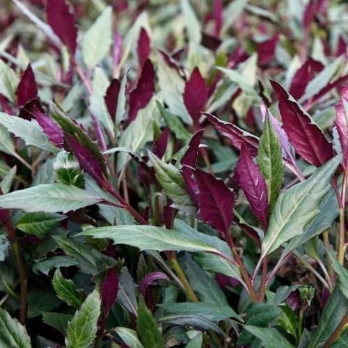 植物|医生提醒:平时比较常见的这5类野菜,尽量少吃,别再当成宝