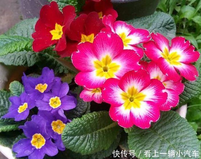 养花就养这几款,花大服盆快,沾点水就疯长,开花勤还爱爆盆