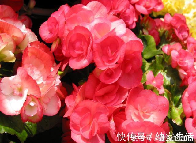 此4种花,随便摘片叶子都能繁殖一棵,轻松爆盆,阳台变花园