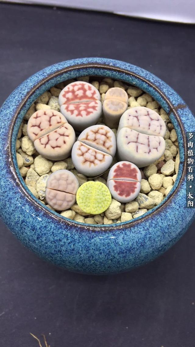 会开花的“石头”番杏科多肉植物“生石花”的养护心得!